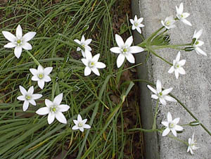 Cool white star of David shaped flowers