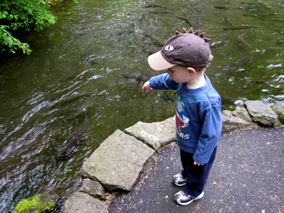 feeding fish