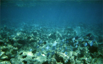 An underwater picture from Dawn Beach